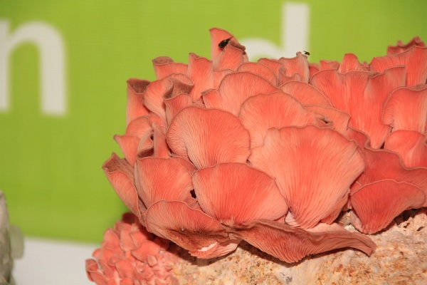 BUGA2011   051.jpg